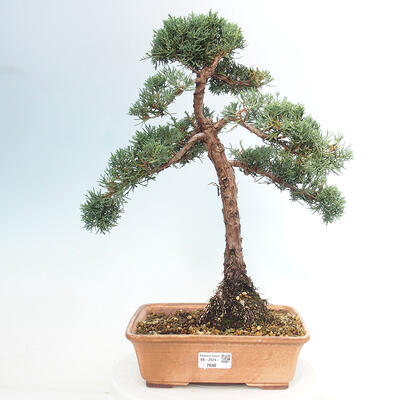 Vonkajšie bonsai - Juniperus chinensis Kishu -Jalovec čínsky - 1