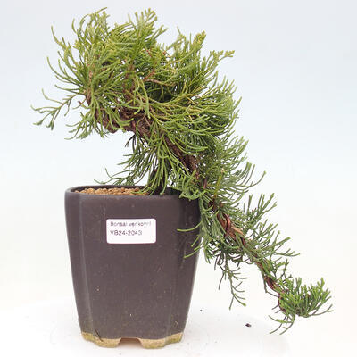 Vonkajší bonsai - Juniperus chinensis Kaizuka - Borievka čínska