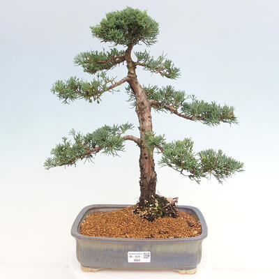 Vonkajšie bonsai - Juniperus chinensis Kishu -Jalovec čínsky - 1