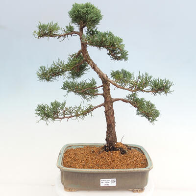 Vonkajšie bonsai - Juniperus chinensis Kishu -Jalovec čínsky - 1