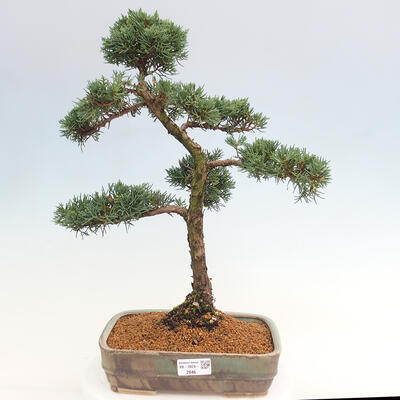 Vonkajšie bonsai - Juniperus chinensis Kishu -Jalovec čínsky - 1