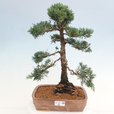 Vonkajšie bonsai - Juniperus chinensis Kishu -Jalovec čínsky - 1