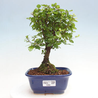 Izbová bonsai - Sagerécia thea - Sagerécia thea - 1