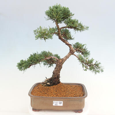 Vonkajšie bonsai - Juniperus chinensis Kishu -Jalovec čínsky - 1