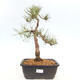 Vonkajšie bonsai - Pinus Sylvestris - Borovica lesná - 1/4