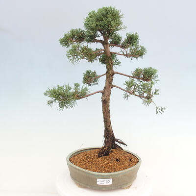 Vonkajšie bonsai - Juniperus chinensis Kishu -Jalovec čínsky - 1