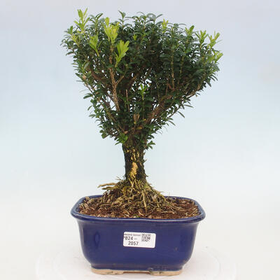 Izbová bonsai - Buxus harlandii - korkový buxus - 1