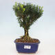 Izbová bonsai - Buxus harlandii - korkový buxus - 1/3