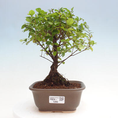 Izbová bonsai - Sagerécia thea - Sagerécia thea - 1