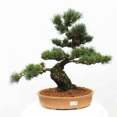 Vonkajšie bonsai - Pinus parviflora - Borovica drobnokvetá - 1