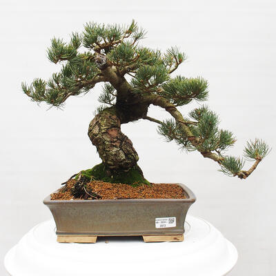 Vonkajšie bonsai - Pinus parviflora - Borovica drobnokvetá - 1