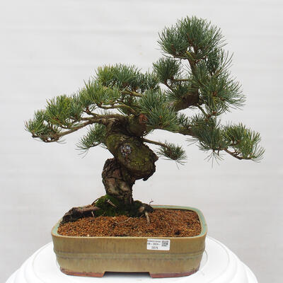 Vonkajšie bonsai - Pinus parviflora - Borovica drobnokvetá - 1