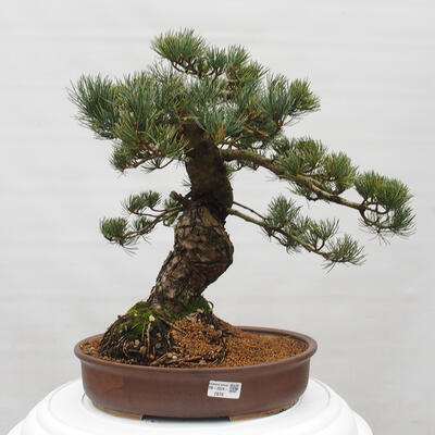 Vonkajšie bonsai - Pinus parviflora - Borovica drobnokvetá - 1