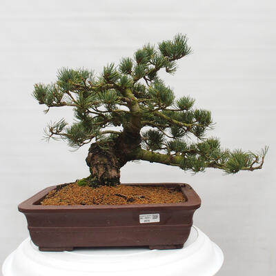 Vonkajšie bonsai - Pinus parviflora - Borovica drobnokvetá - 1