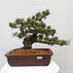 Vonkajšie bonsai - Pinus parviflora - Borovica drobnokvetá - 1/5