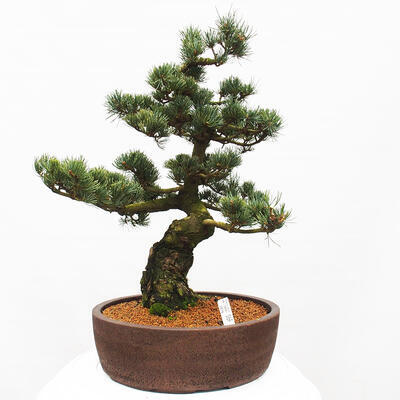 Vonkajšie bonsai - Pinus parviflora - Borovica drobnokvetá - 1