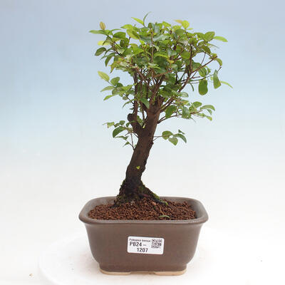 Izbová bonsai - Sagerécia thea - Sagerécia thea - 1