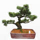 Vonkajšie bonsai - Pinus parviflora - Borovica drobnokvetá - 1/5