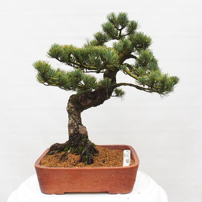 Vonkajšie bonsai - Pinus parviflora - Borovica drobnokvetá - 1