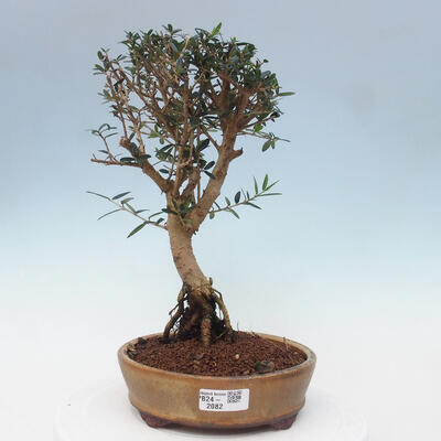 Izbová bonsai - Olea europaea sylvestris -Oliva evropská drobnolistá - 1