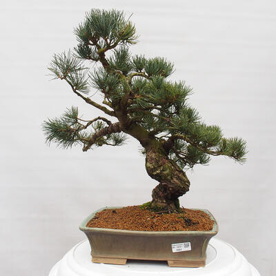 Vonkajšie bonsai - Pinus parviflora - Borovica drobnokvetá - 1