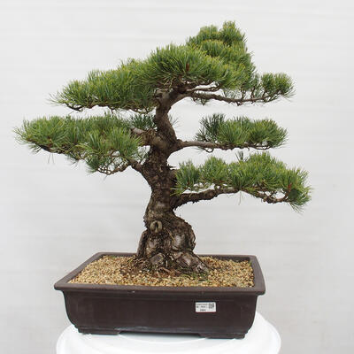 Vonkajšie bonsai - Pinus parviflora - Borovica drobnokvetá - 1