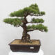 Vonkajšie bonsai - Pinus parviflora - Borovica drobnokvetá - 1/5