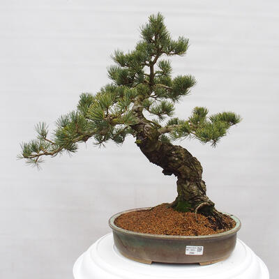 Vonkajšie bonsai - Pinus parviflora - Borovica drobnokvetá - 1