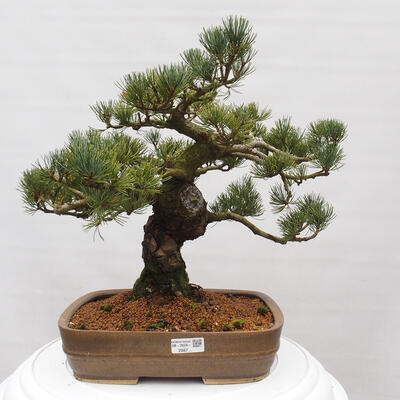 Vonkajšie bonsai - Pinus parviflora - Borovica drobnokvetá - 1