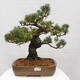 Vonkajšie bonsai - Pinus parviflora - Borovica drobnokvetá - 1/4