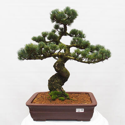 Vonkajšie bonsai - Pinus parviflora - Borovica drobnokvetá - 1