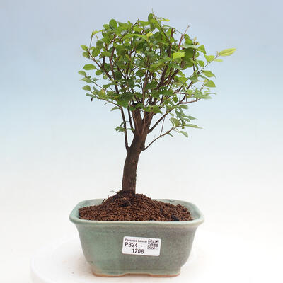 Izbová bonsai - Sagerécia thea - Sagerécia thea - 1