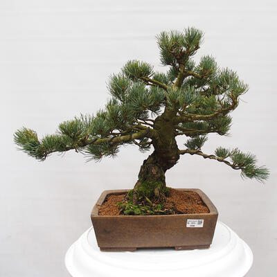 Vonkajšie bonsai - Pinus parviflora - Borovica drobnokvetá - 1