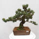 Vonkajšie bonsai - Pinus parviflora - Borovica drobnokvetá - 1/5