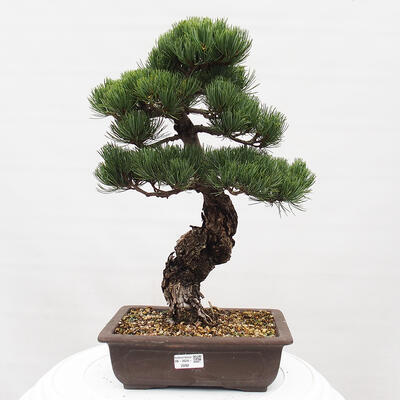 Vonkajšie bonsai - Pinus parviflora - Borovica drobnokvetá - 1