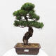 Vonkajšie bonsai - Pinus parviflora - Borovica drobnokvetá - 1/5