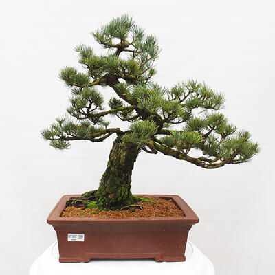 Vonkajšie bonsai - Pinus parviflora - Borovica drobnokvetá - 1