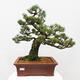 Vonkajšie bonsai - Pinus parviflora - Borovica drobnokvetá - 1/5