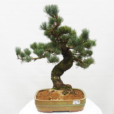 Vonkajšie bonsai - Pinus parviflora - Borovica drobnokvetá - 1