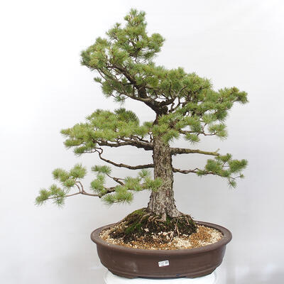 Vonkajšie bonsai - Pinus parviflora - Borovica drobnokvetá - 1