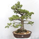 Vonkajšie bonsai - Pinus parviflora - Borovica drobnokvetá - 1/5