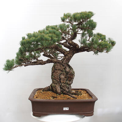 Vonkajšie bonsai - Pinus parviflora - Borovica drobnokvetá - 1