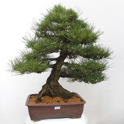 Vonkajšie bonsai - Pinus thunbergii - Borovica thunbergova - 1