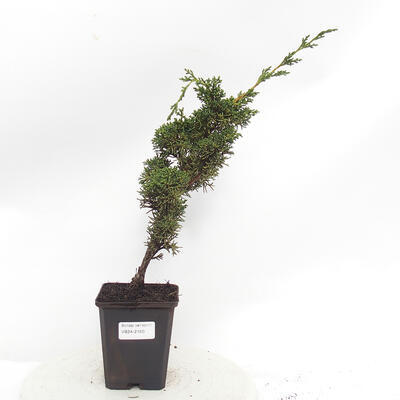 Vonkajší bonsai - Juniperus chinensis Kishu -Jalovec čínsky