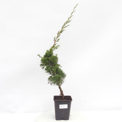 Vonkajší bonsai - Juniperus chinensis Kishu -Jalovec čínsky