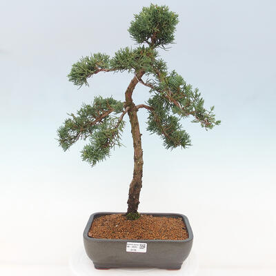 Vonkajšie bonsai - Juniperus chinensis Kishu -Jalovec čínsky - 1