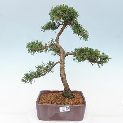 Vonkajšie bonsai - Juniperus chinensis Kishu -Jalovec čínsky - 1