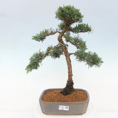 Vonkajšie bonsai - Juniperus chinensis Kishu -Jalovec čínsky - 1