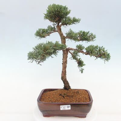 Vonkajšie bonsai - Juniperus chinensis Kishu -Jalovec čínsky - 1