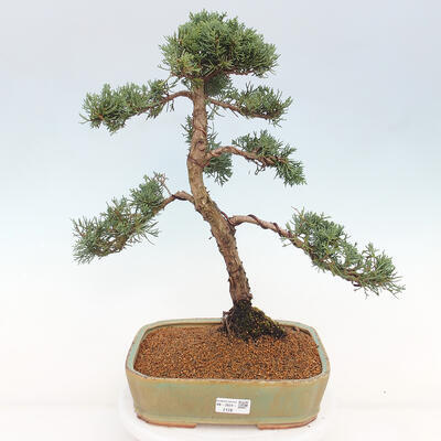 Vonkajšie bonsai - Juniperus chinensis Kishu -Jalovec čínsky - 1